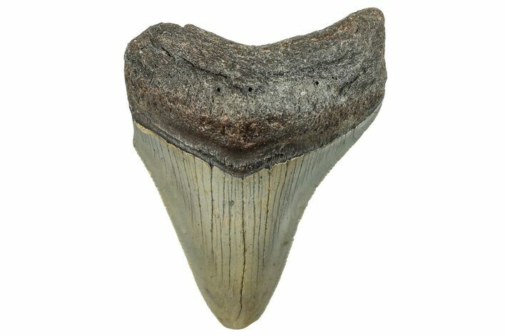 Bargain, Fossil Megalodon Tooth - Serrated Blade #295424